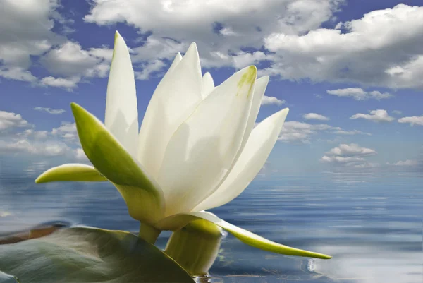 White water lily blossom among green algae in the lake — Stock Photo, Image