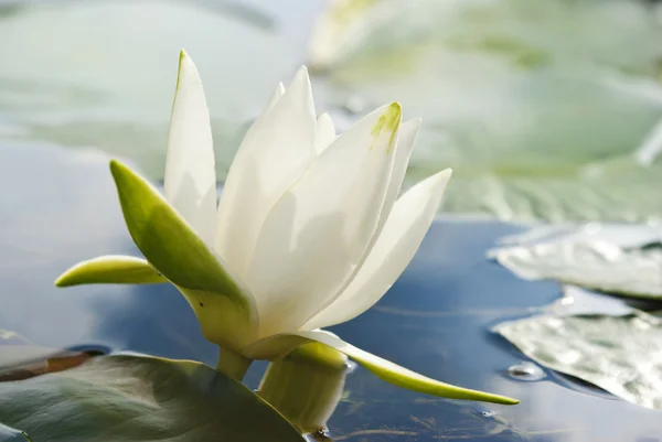 Flor de lírio de água branca entre algas verdes no lago — Fotografia de Stock
