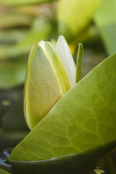 White water lily blossom bland gröna alger i sjön — Stockfoto