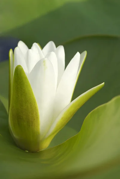 Flor de lírio de água branca entre algas verdes no lago — Fotografia de Stock