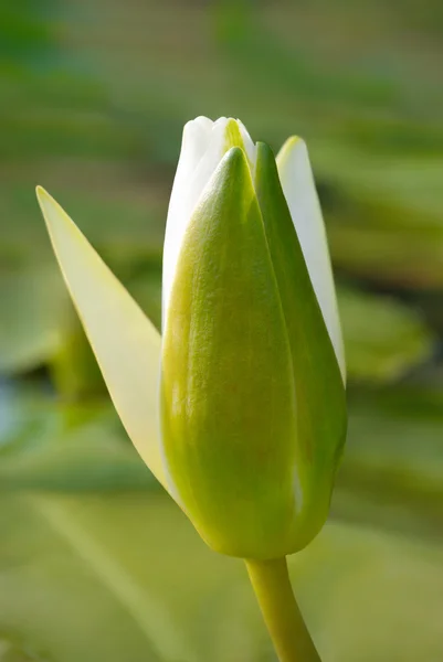 White water lily blossom among green algae in the lake — Stock Photo, Image