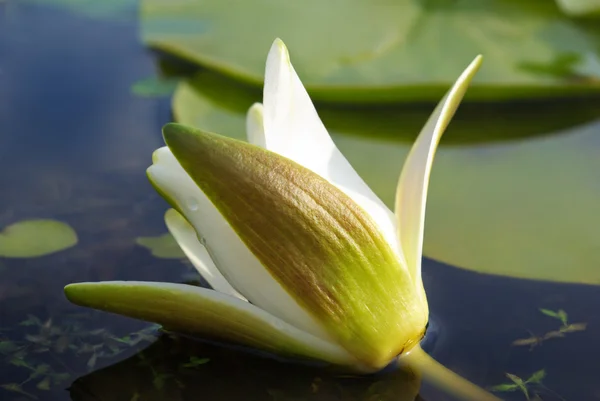 Lirios de agua blanca florecen entre algas verdes en el lago — Foto de Stock