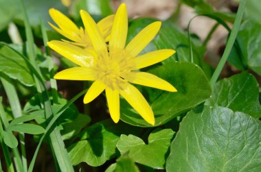 ormanda ilkbaharda çiçek açan buttercup sarı çiçek