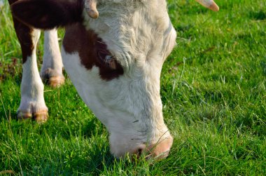 Bir inek bir genç yeşil çimenlerin üzerinde grazes