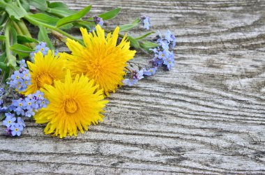 Karahindiba ve unutma-beni ahşap arka plan üzerinde