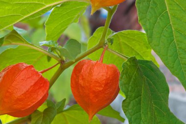 Physalis kırmızı sonbahar Bahçe en olgun