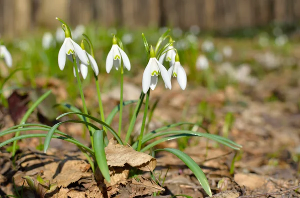 Young snowdrops blooming in spring in the forest — Stock Photo, Image
