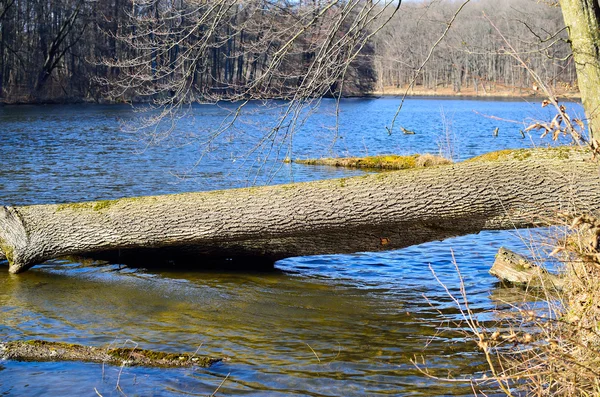 Stammen på ett fallna träd i en skog sjövatten — Stockfoto