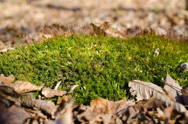 Green moss among the fallen leaves in the forest — Stock Photo, Image