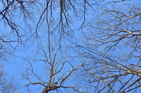 Ramos de árvores contra o céu azul na primavera na floresta — Fotografia de Stock