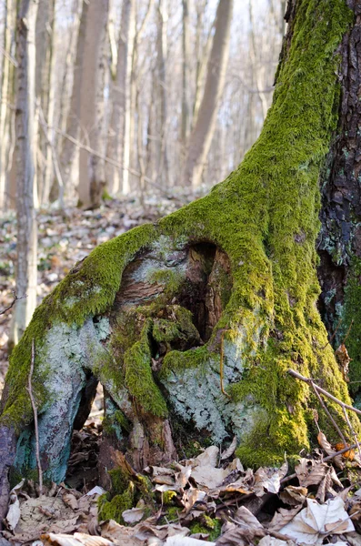 Roten av ett gammalt träd täckt med mossa — Stockfoto