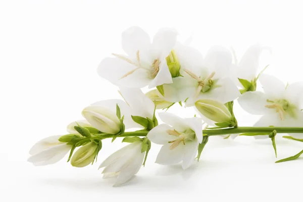 White flowers Campanula isolated on white background — Stock Photo, Image