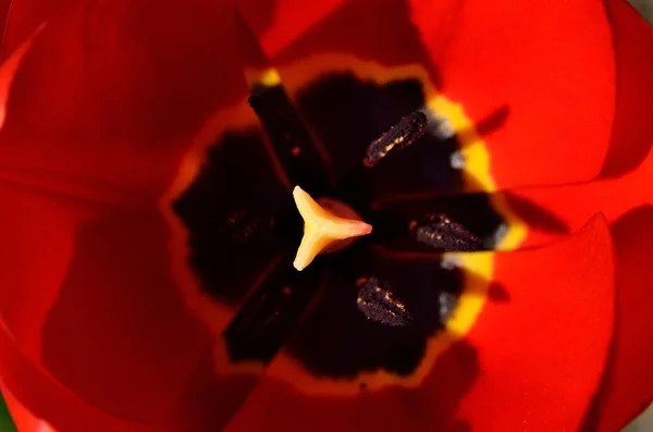 Petali di tulipano rosso aperti in primavera — Foto Stock