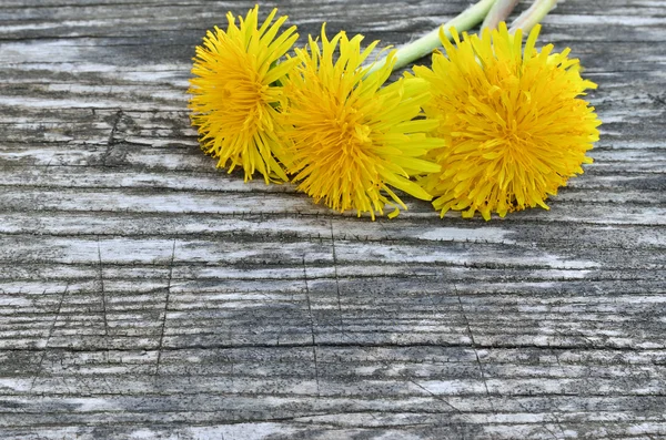 Żółte kwiaty mniszka lekarskiego na drewnianym tle — Zdjęcie stockowe