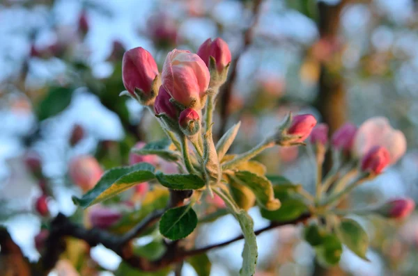 Young apple-tree flowers in the spring garden — Stock Photo, Image