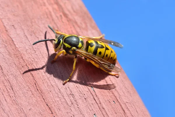 Gran avispa hembra se sienta en una tabla de madera —  Fotos de Stock