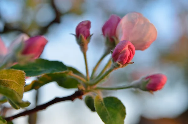 Young apple-tree flowers in the spring garden — Stock Photo, Image