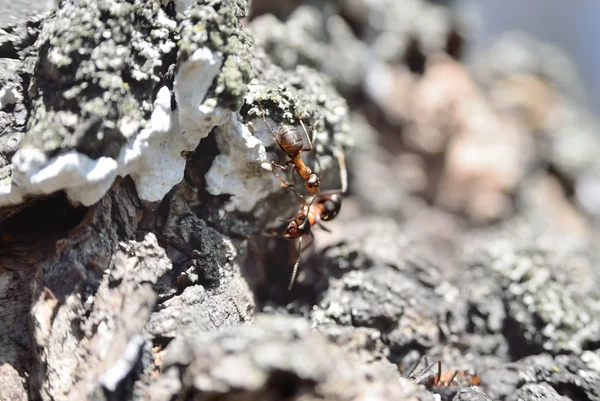 Dos hormigas obreras se comunican entre sí — Foto de Stock