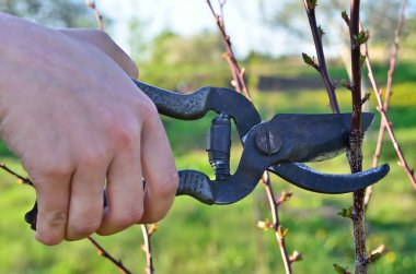 Bahçıvan Bahçedeki ağaçların dalları keser