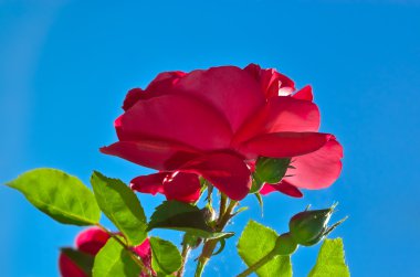 Red rose bloom in garden on background of blue sky clipart