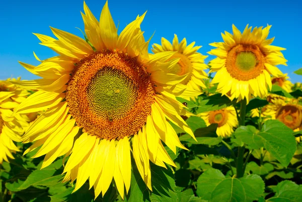 Gele zonnebloemen groeien in een veld onder een blauwe lucht — Stockfoto