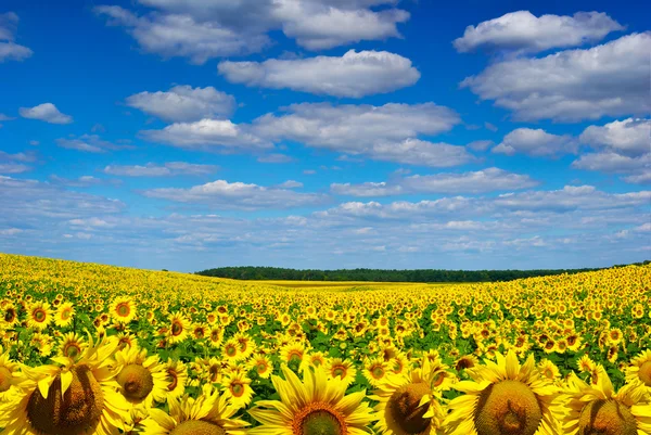 Girasoles amarillos creciendo en un campo bajo un cielo azul —  Fotos de Stock