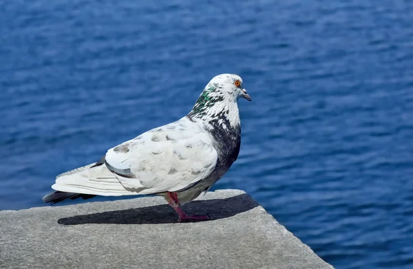 Einsame Taube auf einem Stein sitzend, auf dem Hintergrund des Meeres — Stockfoto