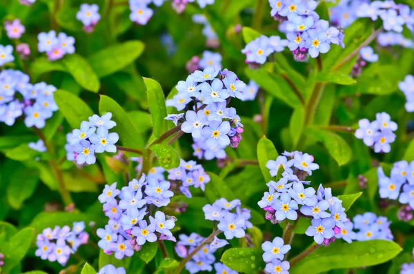 Ljusa klasar av blå blommor unga Glöm-mig — Stockfoto