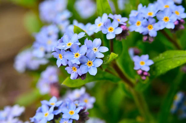 Bright bunches of blue flowers young forget-me — Stock Photo, Image