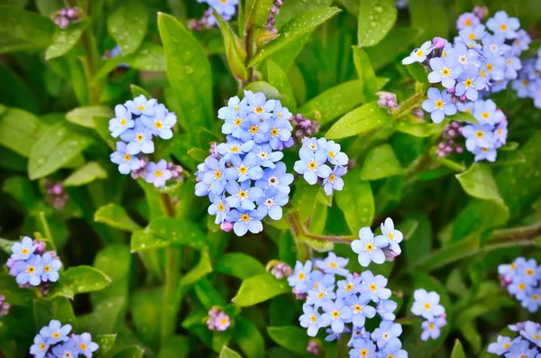 Bright bunches of blue flowers young forget-me — Stock Photo, Image