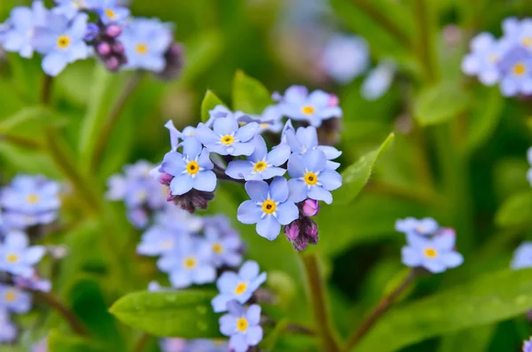 Bright bunches of blue flowers young forget-me — Stock Photo, Image