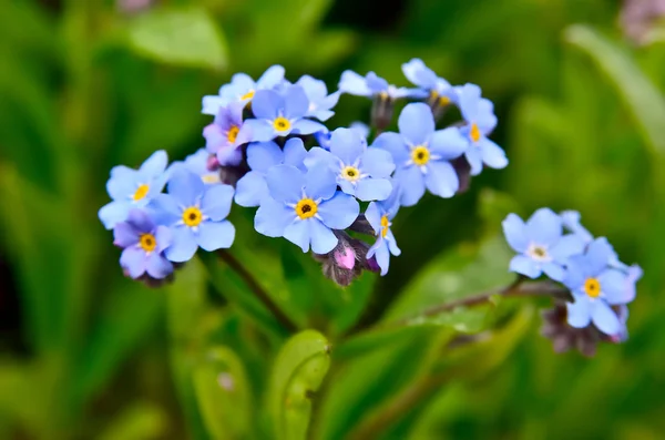 Bright bunches of blue flowers young forget-me — Stock Photo, Image