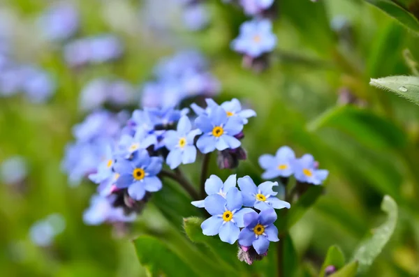 Los racimos brillantes de las flores azules joven me olvidan —  Fotos de Stock