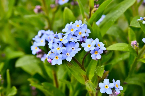 Bright bunches of blue flowers young forget-me — Stock Photo, Image