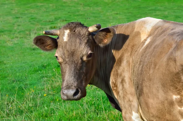 Выпас скота на пастбище с молодой зеленой травой — стоковое фото