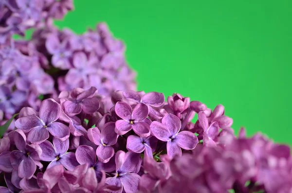 The branches of the young, blossoming lilac closeup — Stock Photo, Image