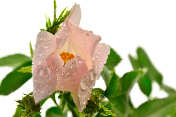 Pink wild rose, with drops isolated on a white background — Stock Photo, Image