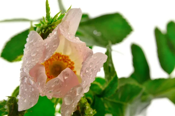 Pink wild rose, with drops isolated on a white background — Stock Photo, Image