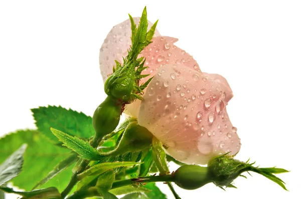 Pink wild rose, with drops isolated on a white background — Stock Photo, Image