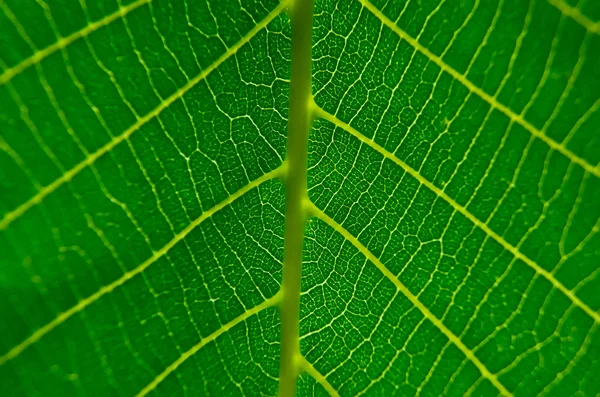 Strukturen på den yttre ytan av blad närbild — Stockfoto