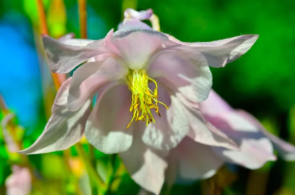 Campana grande flor rosa crece en el verano en el jardín — Foto de Stock