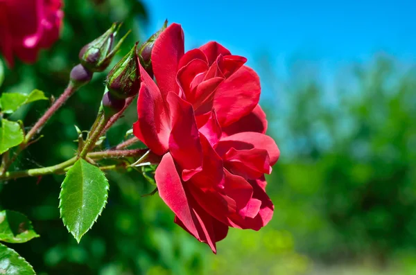 Flor de rosa roja en el jardín en el fondo del cielo azul — Foto de Stock