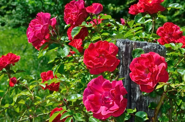 Flor de rosa vermelha no jardim — Fotografia de Stock