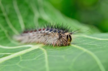 Genç yapraklarda sürünüyor çingene güve tırtıl
