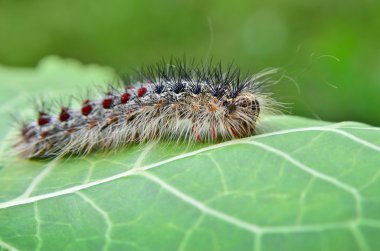 Gypsy moth caterpillar, crawling on young leaves clipart