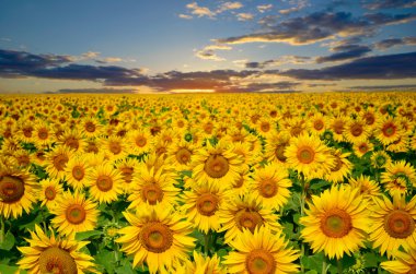 Ayçiçeği bir arka plan günbatımı güneş üzerinde büyük alan