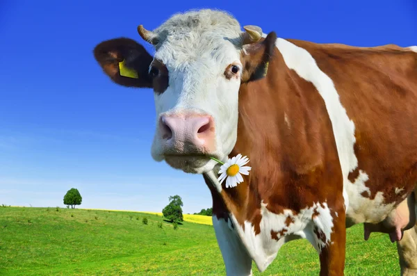 Young cows grazing on a green meadow — Stock Photo, Image