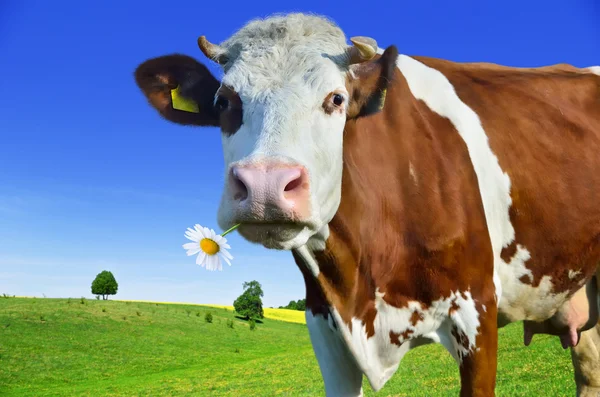 Jonge koeien grazen op een groene weide — Stockfoto