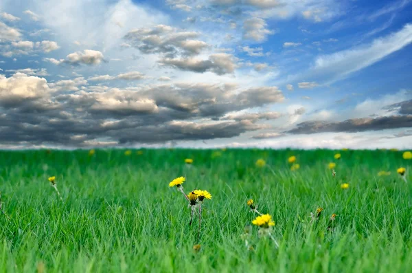 Césped con hierba joven sobre un fondo cielo nublado —  Fotos de Stock