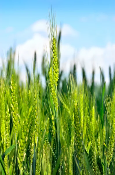 De jeunes épis de grain contre un ciel bleu — Photo